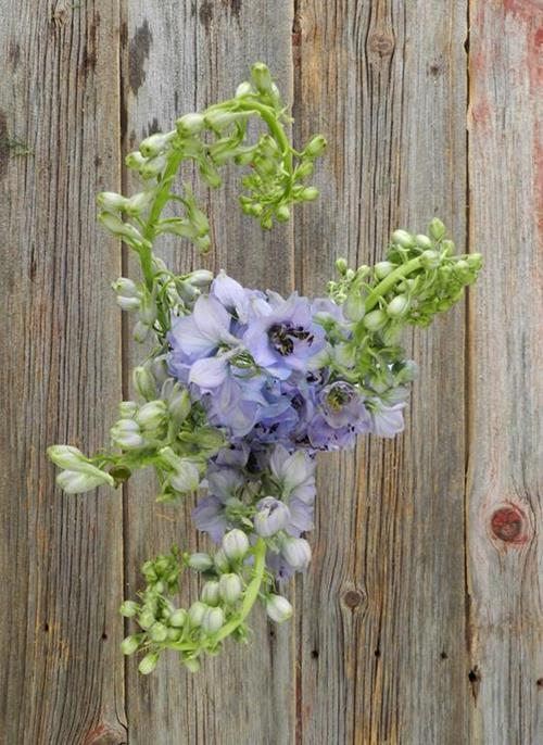 HYBRID  LAVENDER DELPHINIUM